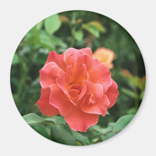Imán Rosa roja pálida...