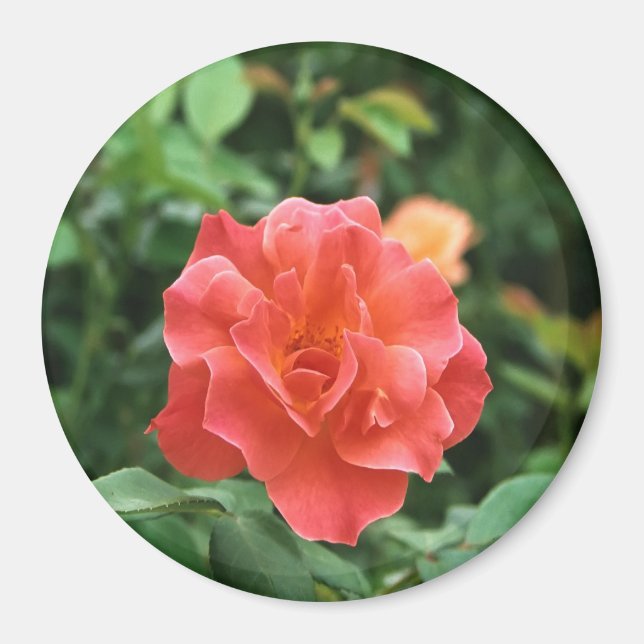Imán Rosa roja pálida... (Frente)