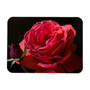Imán Rosa rojo