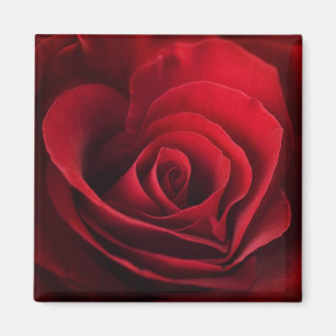 Imán Rosa rojo de la tarjeta del día de San Valentín