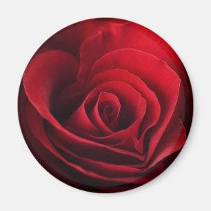 Imán Rosa rojo de la tarjeta del día de San Valentín