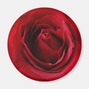 Imán rosa rojo profundo