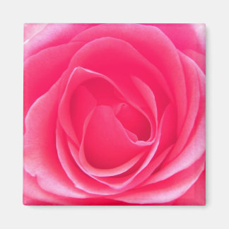 Imán Rosa rosa