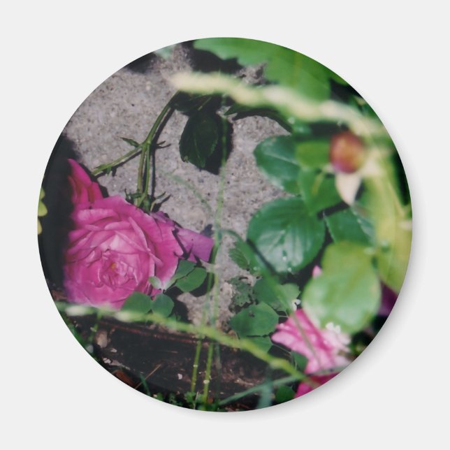 Imán rosa rosa (Frente)