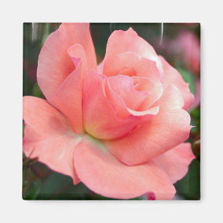 Imán rosa rosa