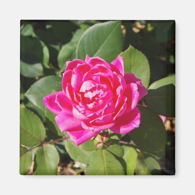 Imán rosa rosa (Frente)