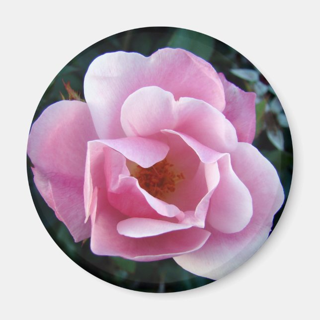 Imán Rosa rosa (Frente)