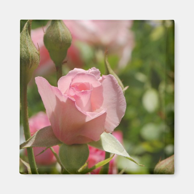 Imán rosa rosa (Frente)