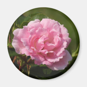 Imán rosa rosa
