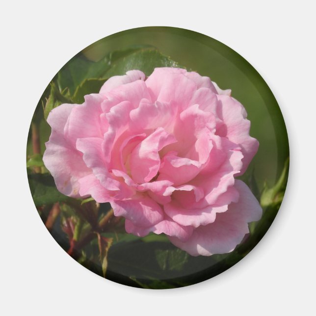 Imán rosa rosa (Frente)