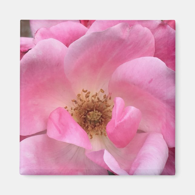 Imán Rosa rosa (Frente)