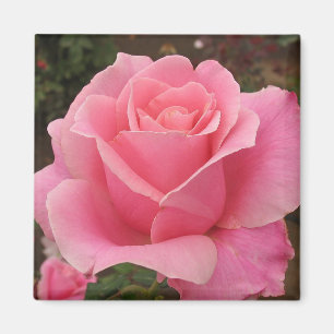 Imán Rosa rosa