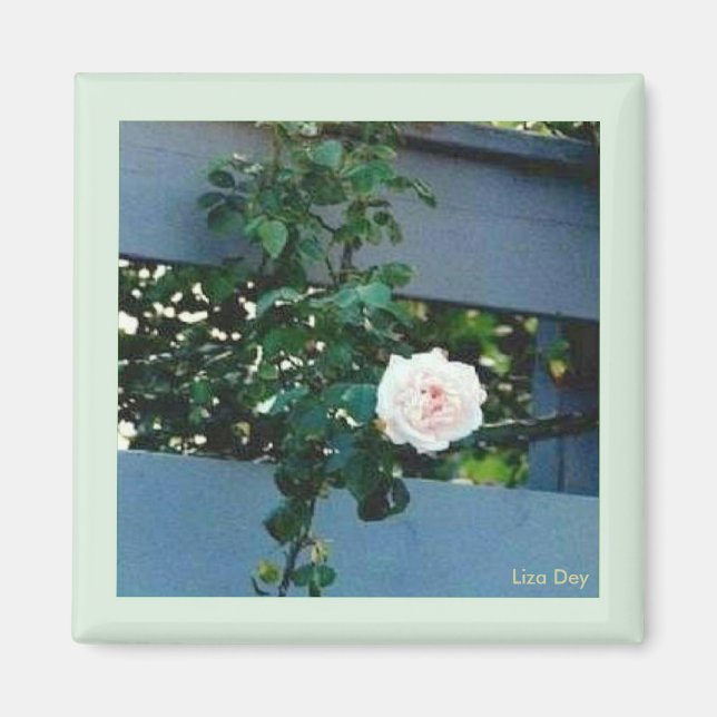 Imán rosa rosa (Frente)