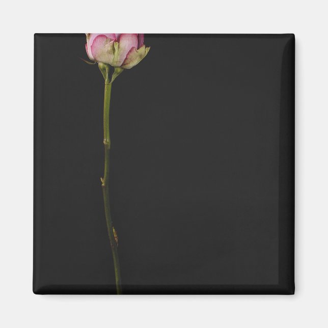 Imán Rosa rosa 3 (Frente)