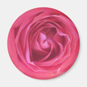 Imán Rosa Rosa Bonita