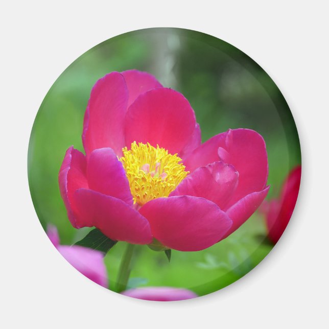 Imán Rosa rosa caliente (Frente)