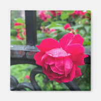Rosa Rosa Gotas de lluvia rosada Nueva foto de la