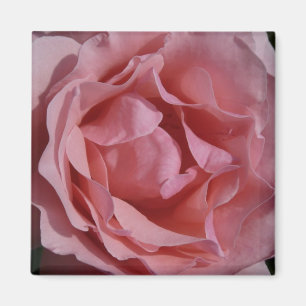 Imán Rosa rosa II Bonito floral