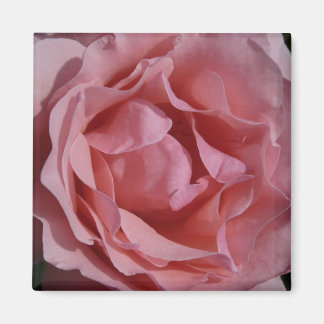 Imán Rosa rosa II Bonito floral