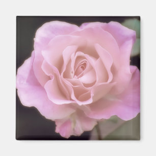 Imán Rosa rosa magnífico