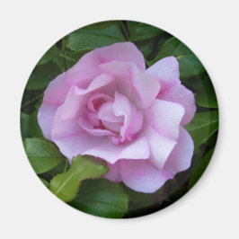 Imán rosa rosa pálido