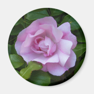 Imán rosa rosa pálido