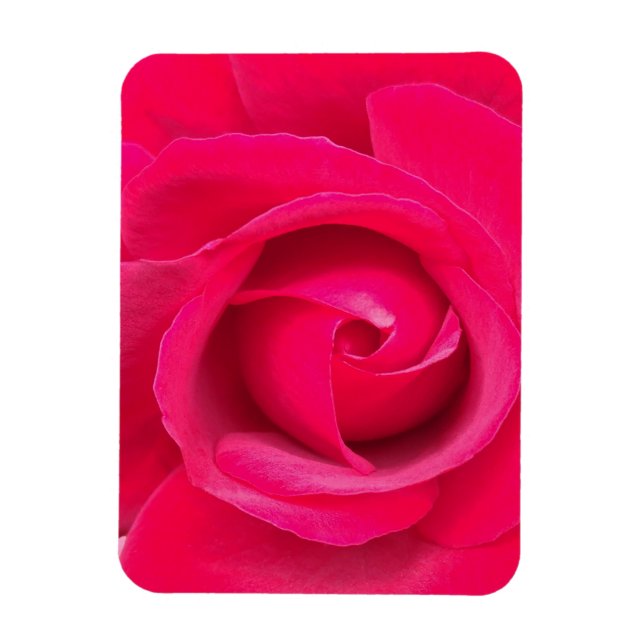 Imán Rosa rosa rojo romántico (Vertical)