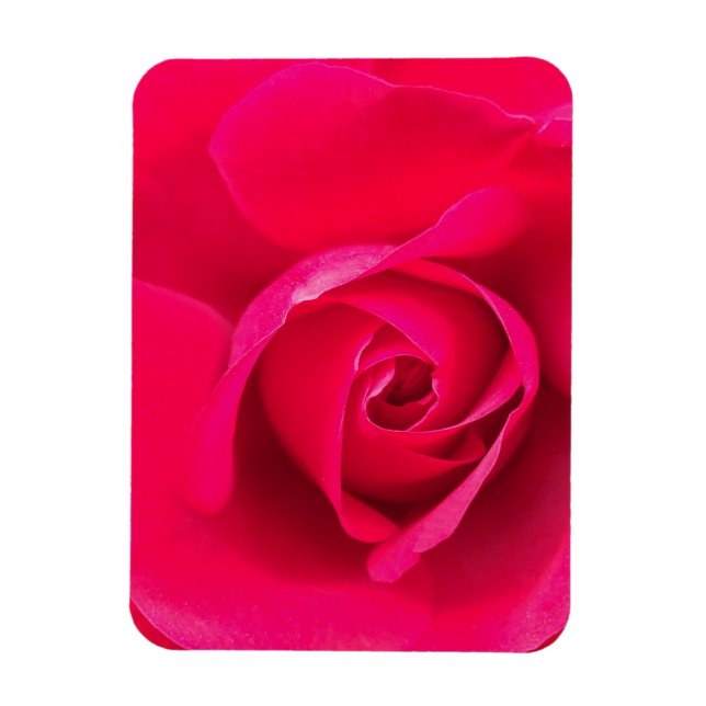 Imán Rosa rosa rojo romántico v2 (Vertical)
