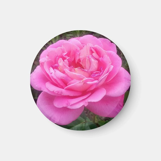 Imán Rosa rosa romántico "Leonardo Da Vinci" (Frente)