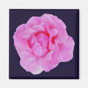 Imán rosa rosa rosa rosa