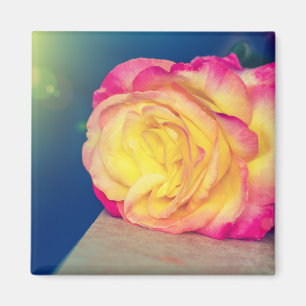 Imán Rosa Rosa Rosa Rosa Amarillo En Sangre
