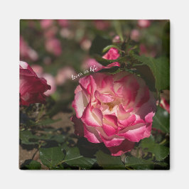 Imán Rosa Rosa y Blanca