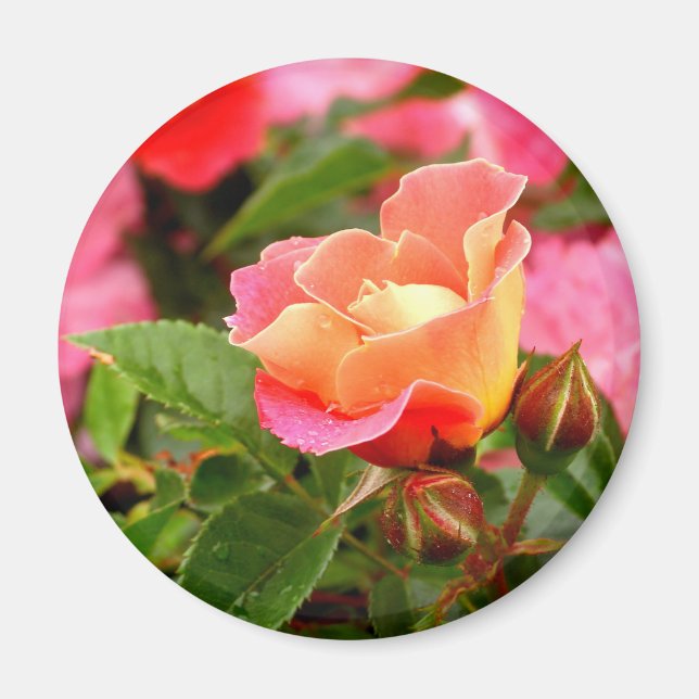 Imán Rosa rosa y Naranja (Frente)