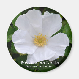 Imán Rosa rugosa