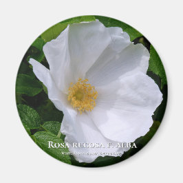 Imán Rosa rugosa マ グ ネ ト