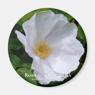 Imán Rosa rugosa マ グ ネ ト