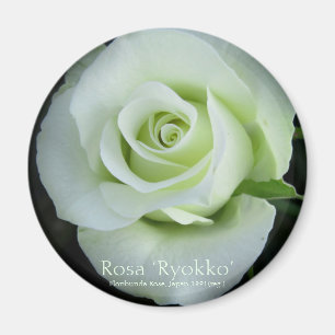 Imán Rosa‘Ryokko’:Round Magnet
