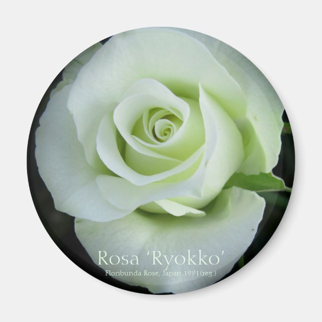 Imán Rosa‘Ryokko’：Round Magnet (Frente)