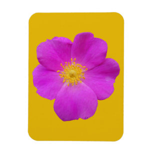 Imán Rosa salvaje 2