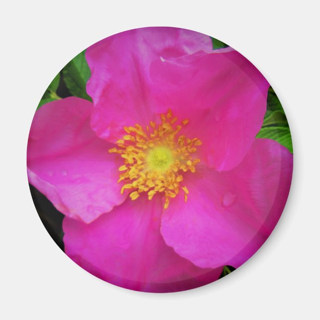 Imán Rosa Salvaje de Alberta Canadá Flor Rosa Brillante (Frente)