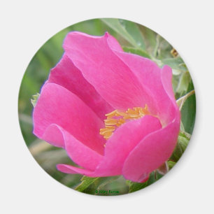 Imán Rosa Salvaje F7