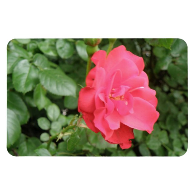 Imán Rosa salvaje premium (Horizontal)