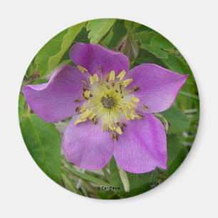 Imán Rosa silvestre de Alberta Rosa silvestre espinosa