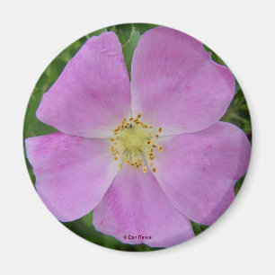 Imán Rosa silvestre F11 "Rosa arkansana"