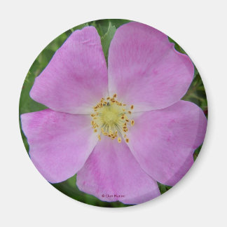 Imán Rosa silvestre F11 "Rosa arkansana"