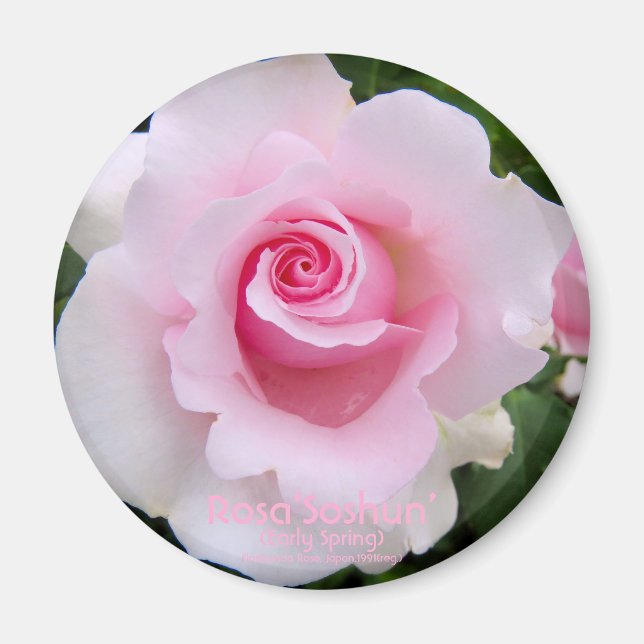 Imán Rosa‘Soshun’：Round Magnet (Frente)