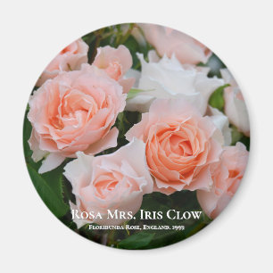 Imán Rosa Sra. Iris Clow