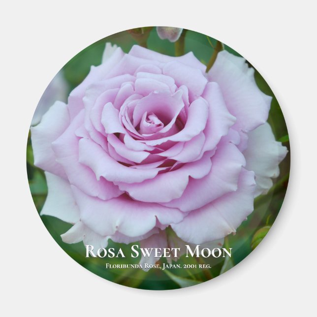 Imán Rosa Sweet Moon (Frente)