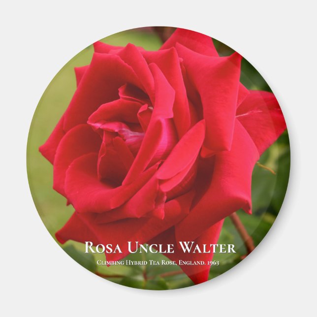Imán Rosa Uncle Walter (Frente)