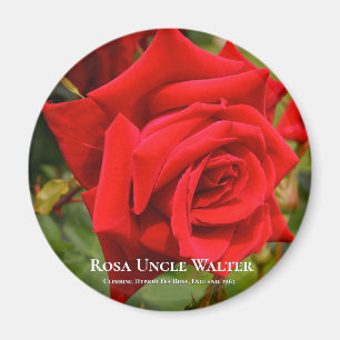 Imán Rosa Uncle Walter